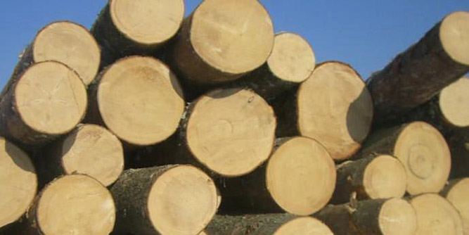 開年大盤點：木材利潤哪個高？